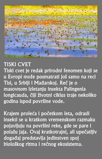 Tiski cvet